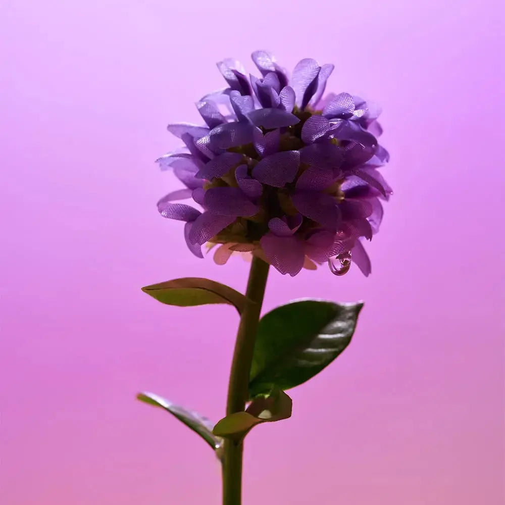 EQQUALBERRY Bakuchiol Plumping Face Serum in 30 ML bottle, highlighting smooth, hydrated skin with natural ingredients.